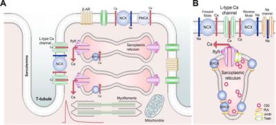 Calcium Handling Defects and Cardiac Arrhythmia Syndromes